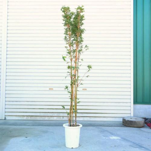 庭木・植木:鳳凰竹(ほうおう竹)ホウオウチク 樹高120cm 佐川 庭木・植木:鳳凰竹(ほうおう竹)ホウオウチク 樹高120cm 佐川