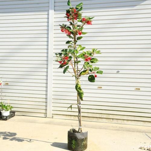 庭木 植木：ロドレイア（ろどれいあ）*お手頃サイズ 樹高150cm 全高