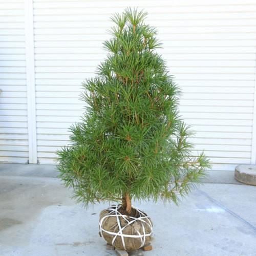 庭木 コウヤマキ こうやまき 高野槇 特別良品 樹高 約110ｃｍ 全高 約130ｃｍ 現品限りの特選品 佐川大型商品発送 N1460v 遊恵盆栽 Yahoo 店 通販 Yahoo ショッピング