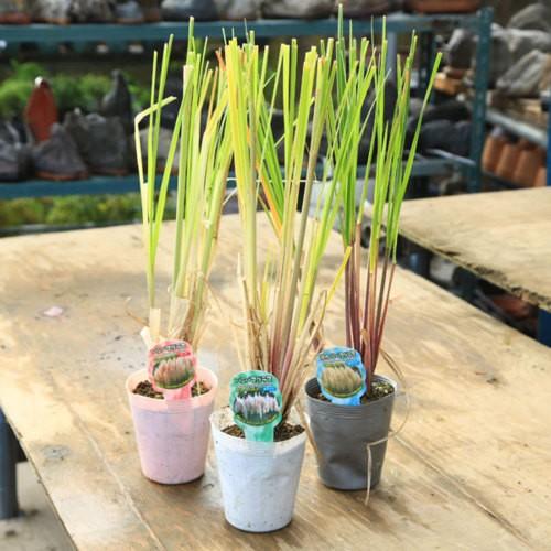 庭木 グラス 植木 パンパスグラス シロガネヨシ 各種お選びください 切り花でも重宝される葦の仲間 N1463v 遊恵盆栽 Yahoo 店 通販 Yahoo ショッピング