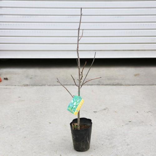 庭木・植木：ハンカチノキ（ダビディア）ハンカチの木* 白く美しい花が