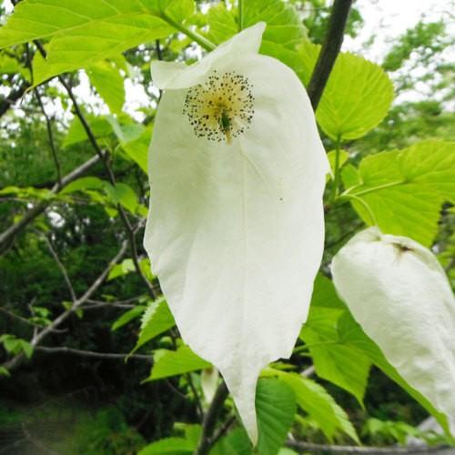 庭木・植木：ハンカチノキ（ダビディア）ハンカチの木* 白く美しい花が