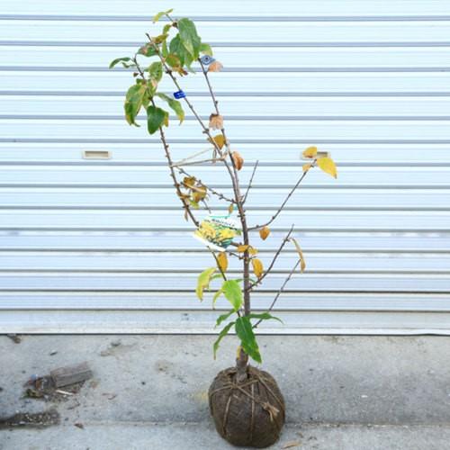 庭木 植木 満月ロウバイ 満月ろうばい 根巻苗 樹高 80ｃｍ N1469v 遊恵盆栽 Yahoo 店 通販 Yahoo ショッピング