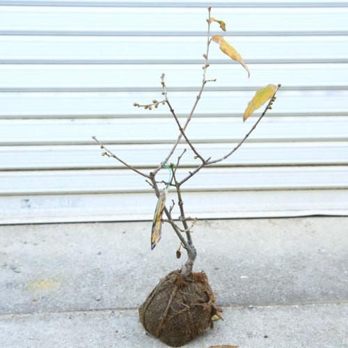 庭木 植木 満月ロウバイ 満月ろうばい 根巻小苗 樹高 40ｃｍ 鉢植えにもオススメ N1470v 遊恵盆栽 Yahoo 店 通販 Yahoo ショッピング