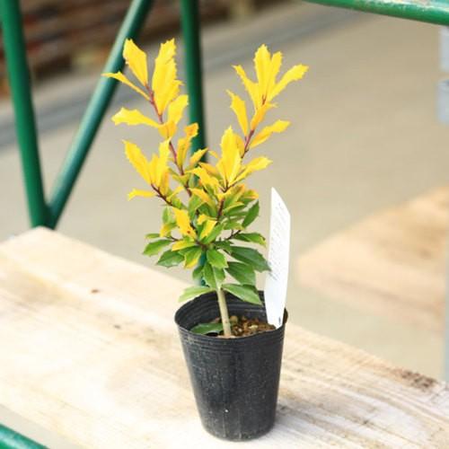 庭木苗 植木苗 西洋ヒイラギ サニーフォスター 黄金ヒイラギ N1475v 遊恵盆栽 Yahoo 店 通販 Yahoo ショッピング