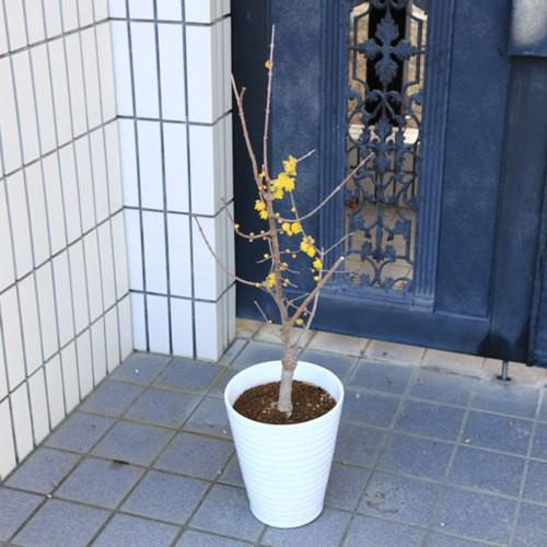庭木 植木 鉢植え 満月ロウバイ 満月ろうばい 全高 100ｃｍ 玄関やベランダでも置ける丈夫な陶器鉢植え N1479v 遊恵盆栽 Yahoo 店 通販 Yahoo ショッピング