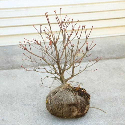 庭木 珍品植木：ヤシオツツジ （アカヤシオツツジ）あかやしおつつじ