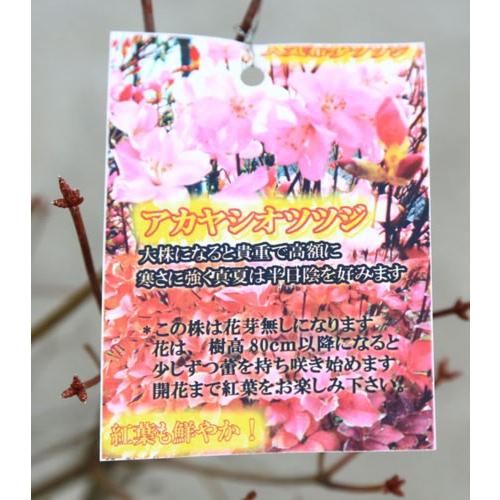 庭木 珍品植木：ヤシオツツジ （アカヤシオツツジ）あかやしおつつじ