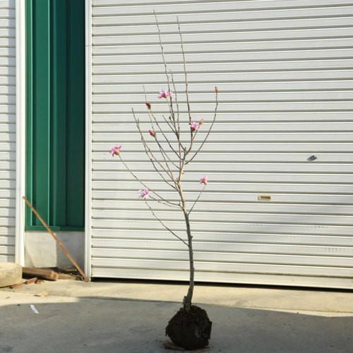 庭木:姫こぶし(桃花)姫コブシ* 樹高:約150cm 全高:約 庭木:姫こぶし(桃花)姫コブシ* 樹高:約150cm 全高:約