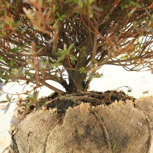 庭木：さつき（サツキ）皐月 （大盃）玉造り* 玉幅60cm 美しく刈り