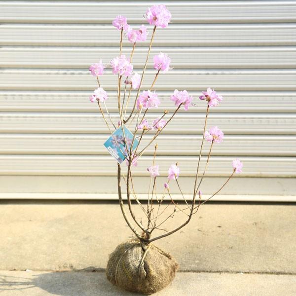 庭木：桜玄海つつじ さくらげんかいつつじ（サクラゲンカイツツジ