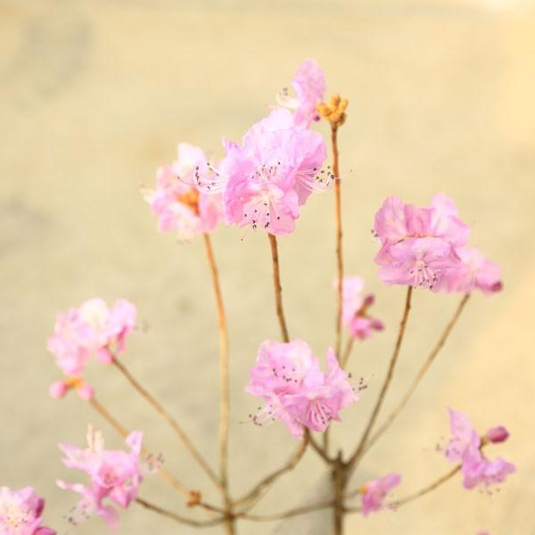 庭木 桜玄海つつじ さくらげんかいつつじ サクラゲンカイツツジ N1487v 遊恵盆栽 Yahoo 店 通販 Yahoo ショッピング