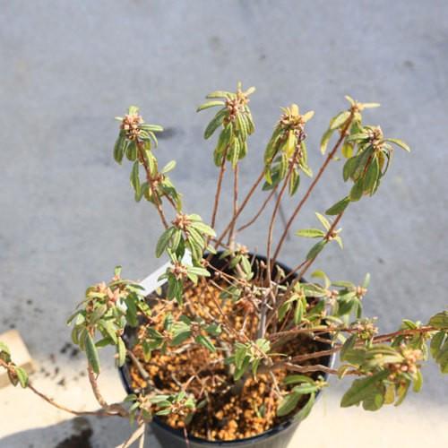 庭木：吉野ツツジ よしのつつじ（ヨシノツツジ）* : 遊恵盆栽 Yahoo!店