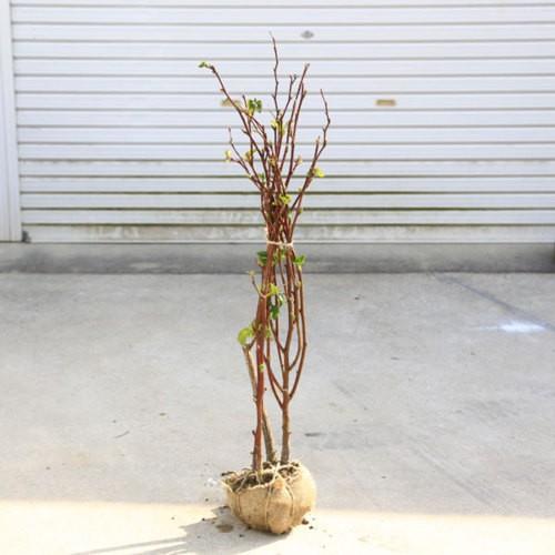 庭木 植木苗 木いちご ラズベリー 大株 樹高 約80ｃｍ 実の色不明です N1500v 遊恵盆栽 Yahoo 店 通販 Yahoo ショッピング