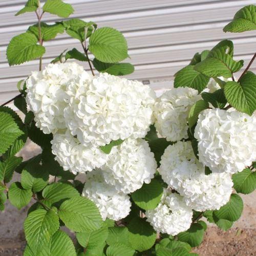 庭木・植木苗:ビバーナム オオデマリ(白花) 6寸ポット 樹高100cm *佐川急便発送 お花見頃4月末|y-bonsai|02
