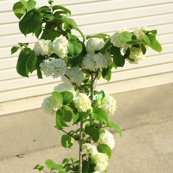 庭木・植木苗：ビバーナム　オオデマリ（白花）　単木　ポット　樹高80ｃｍ　*お花は終了しました。｜y-bonsai｜03