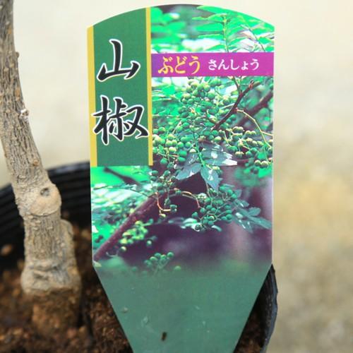 庭木・植木：葡萄山椒（ぶどうさんしょう）*実山椒 ブドウサンショウ
