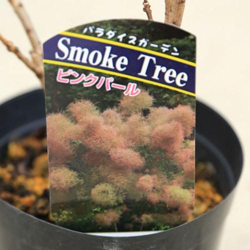 庭木苗・植木苗:スモークツリー(リトルルビー)or(レッド)or 庭木苗・植木苗:スモークツリー(リトルルビー)or(レッド)or
