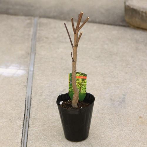 庭木 植木 花山椒 はなざんしょう ハナザンショウ 受粉木 サンショウ雄木 N1513v 遊恵盆栽 Yahoo 店 通販 Yahoo ショッピング
