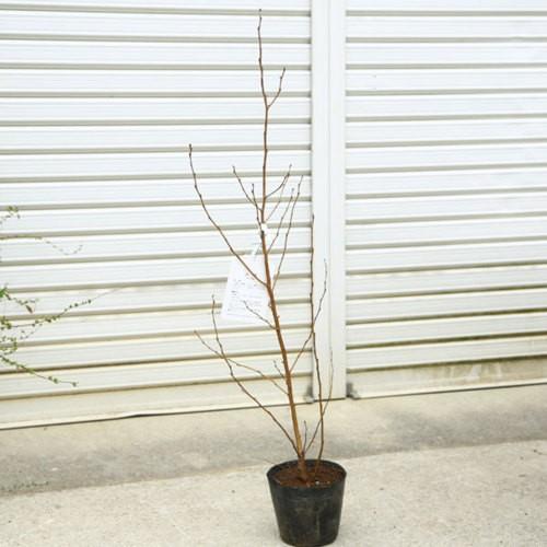 庭木 植木 珍品苗 ヨーロッパシラカバ 白樺 しらかば ヨーロッパダケカンバ 5寸ポット N1515v 遊恵盆栽 Yahoo 店 通販 Yahoo ショッピング