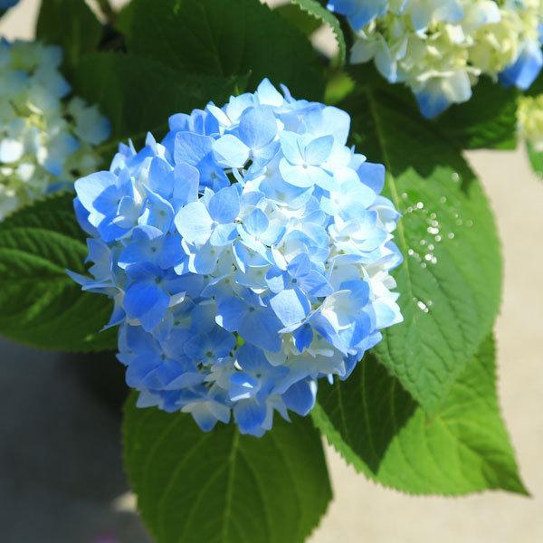 ギフト・鉢、庭植えなど大人気！鉢花 庭木苗・植木苗：アジサイ（霧島