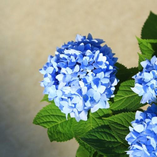 鉢花 庭木苗 植木苗 アジサイ 霧島の恵み 紫陽花 四季咲きあじさい N1518v 遊恵盆栽 Yahoo 店 通販 Yahoo ショッピング