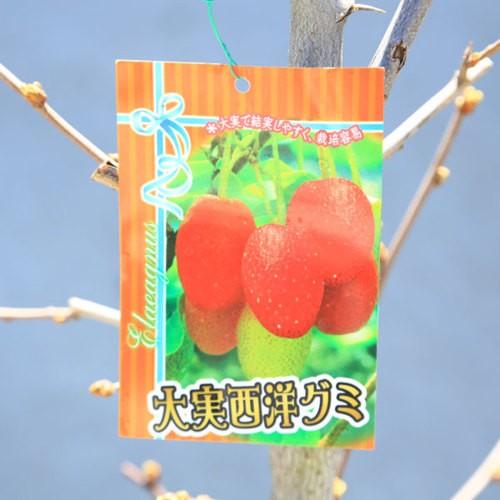 大実系 西洋グミ 実付き多数 大株 果樹苗木 果実苗木 果樹苗