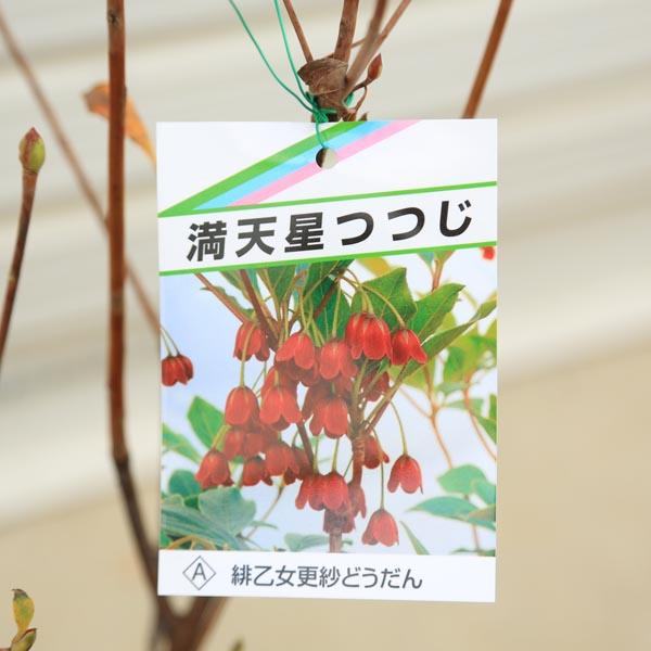 庭木・植木 ドウダンツツジ（満天星ツツジ）*紅更紗、口紅更紗、岩