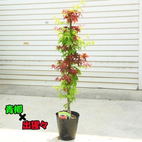 植木　もみじ①直立 モミジ・鴫立沢 - Collection : コレクション - NEO GREEN : ネオグリーン