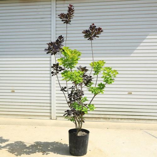 特選庭木 スモークツリー デュアルツイスト ゴールデンスピリット ロイヤルパープル 全高140ｃｍ 送料無料 ヤマト便大型発送 現品限り 2色の黄金 N1543v 2 遊恵盆栽 Yahoo 店 通販 Yahoo ショッピング