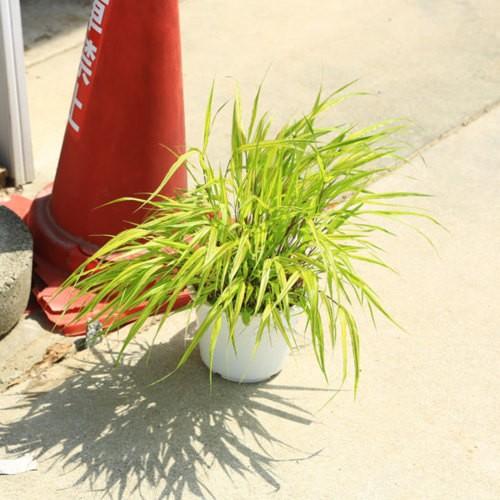 ◇フウチソウ 斑入り と焼締め和風陶器鉢　セット◇ 庭木/グランドカバー：斑入り風知草（ふいりふうちそう）*フウチソウ