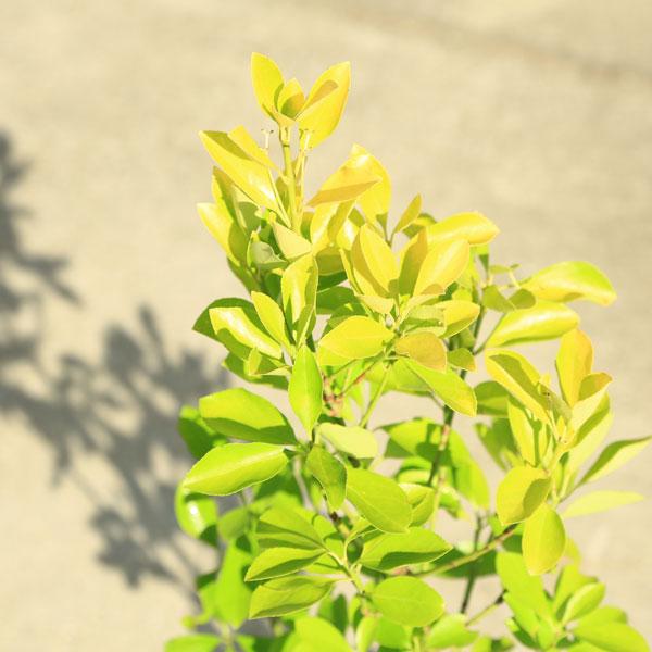 庭木苗：黄金マサキ（黄金正木）おうごんまさき*ポット : 遊恵盆栽