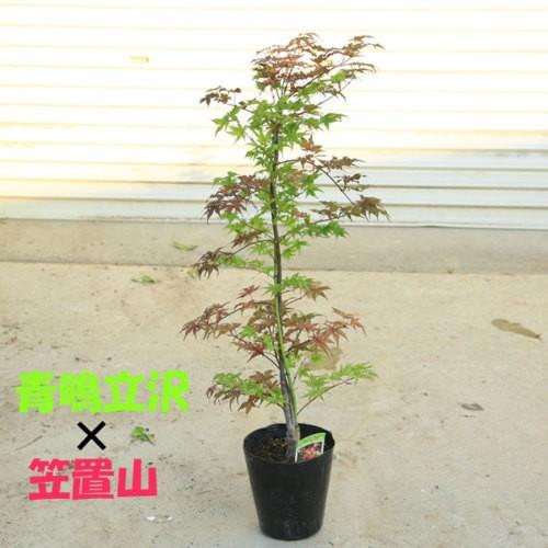 庭木 植木：ツイストもみじシリーズ B* お選びください。 樹高:約60cm