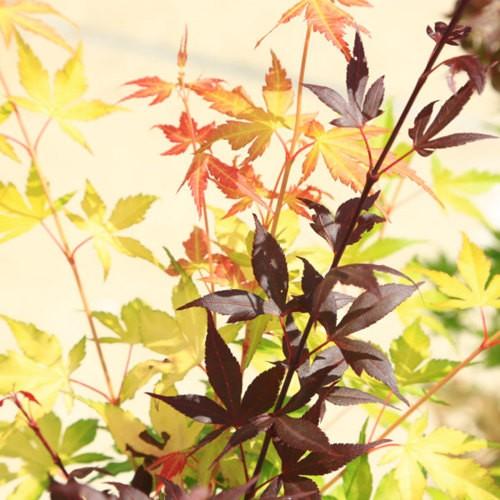 送料無料 庭木 植木 ツイストもみじシリーズ B お選びください 樹高 約60cm 全高 約80ｃｍ 青鴫立沢もみじ 笠置山もみじ 桂もみじ ミレニアム N1547v 遊恵盆栽 Yahoo 店 通販 Yahoo ショッピング