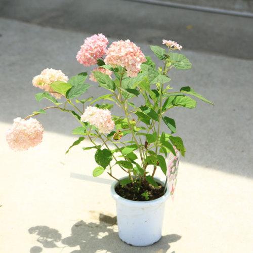 鉢花 庭木苗 植木苗 ピンクアナベル ピンカーベル 紫陽花 N1553v 遊恵盆栽 Yahoo 店 通販 Yahoo ショッピング