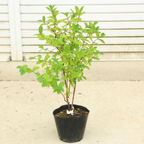 北の蝦夷ハスカップ苗木　原種　1メートル　果樹 若木 緑の葉 北の蝦夷ハスカップ苗木 原種 1メートル 果樹 若木 緑の葉 北の蝦夷