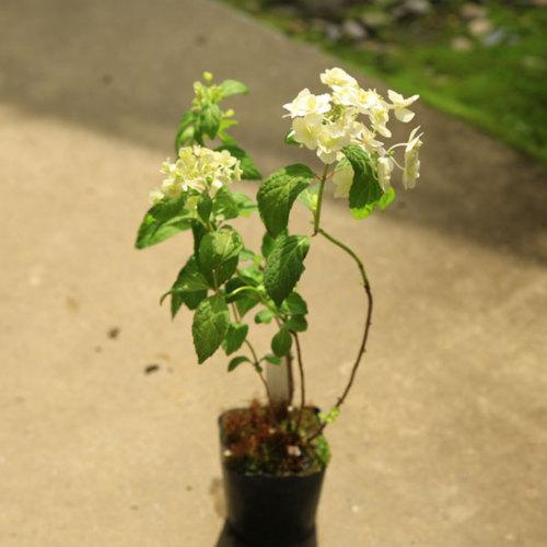 鉢花 庭木苗・植木苗：山アジサイ（やまあじさい）（富士の滝）ふじの