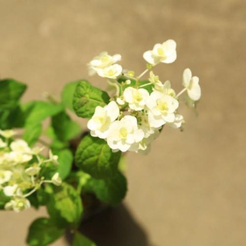 鉢花 庭木苗・植木苗：山アジサイ（やまあじさい）（富士の滝）ふじの