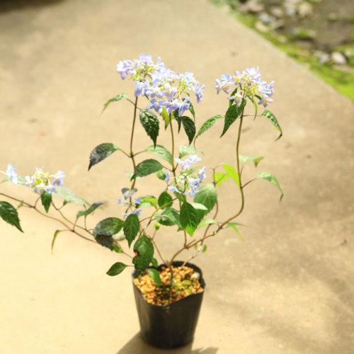 鉢花 庭木苗 植木苗 山アジサイ やまあじさい 剣の舞 つるぎのまい N1564v 遊恵盆栽 Yahoo 店 通販 Yahoo ショッピング