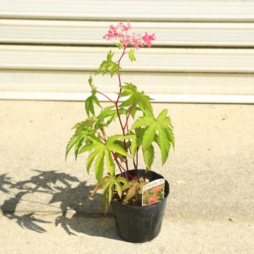 山野草 宿根草 京鹿子 きょうかのこ キョウカノコ N1578v 遊恵盆栽 Yahoo 店 通販 Yahoo ショッピング