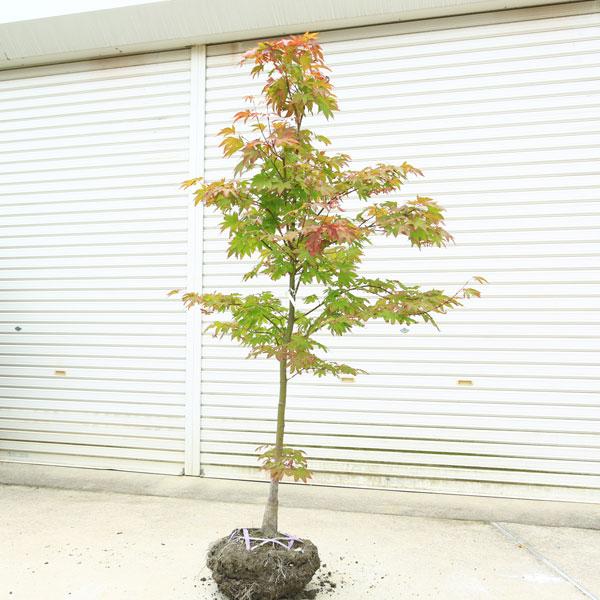 期間限定 半額以下 送料無料 大きな葉で美しい紅葉 庭木 大盃もみじ 現品限り 樹高 約150cm 全高 約170ｃｍ 佐川急便発送 売り尽 R4urealtygroup Com