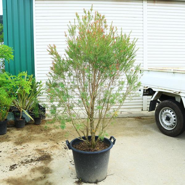 送料無料 庭木 植木 シンボルツリー メラレウカ ティーツリー レッドジェム 現品限り 特大株 佐川急便発送 N1591v 1 遊恵盆栽 Yahoo 店 通販 Yahoo ショッピング