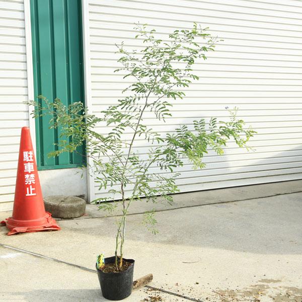 庭木 植木 シンボルツリー：ミモザ アカシア（スぺクタビリス