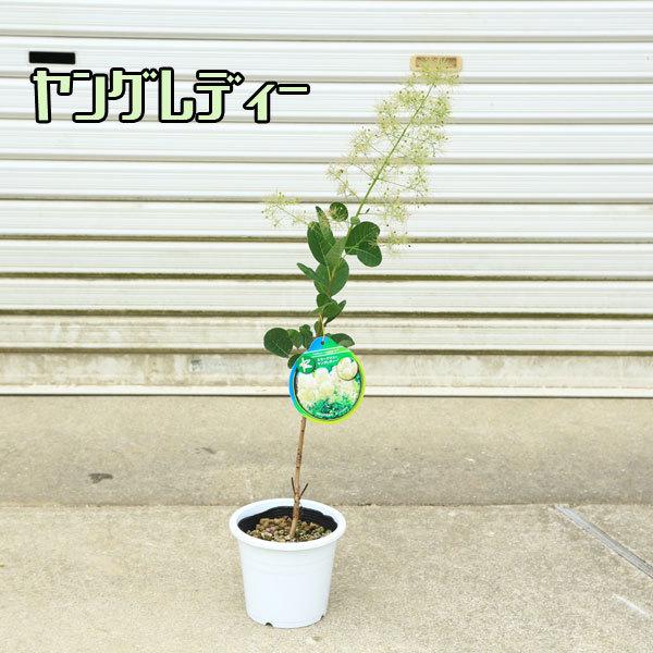 庭木・植木：スモークツリー（ヤングレディーorリトルルビーor