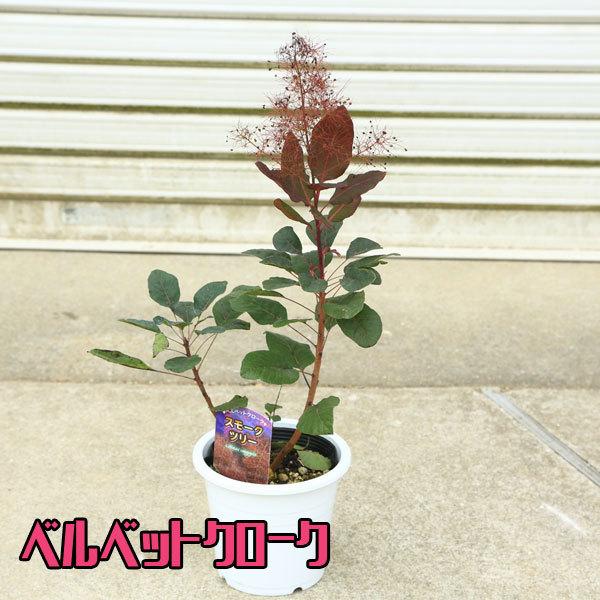 庭木・植木：スモークツリー（ヤングレディーorリトルルビーor