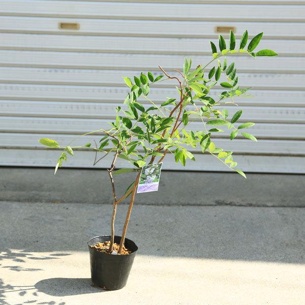 庭木 植木 アメリカフジ ニベア アメリカ藤 白花 N1611v 2 遊恵盆栽 Yahoo 店 通販 Yahoo ショッピング