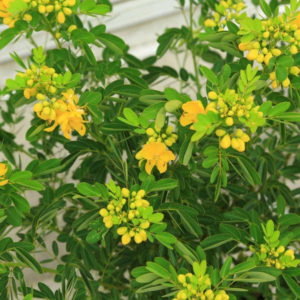 庭木 植木 カッシアコリンボーサ カシア ハナセンナ N1618v 遊恵盆栽 Yahoo 店 通販 Yahoo ショッピング