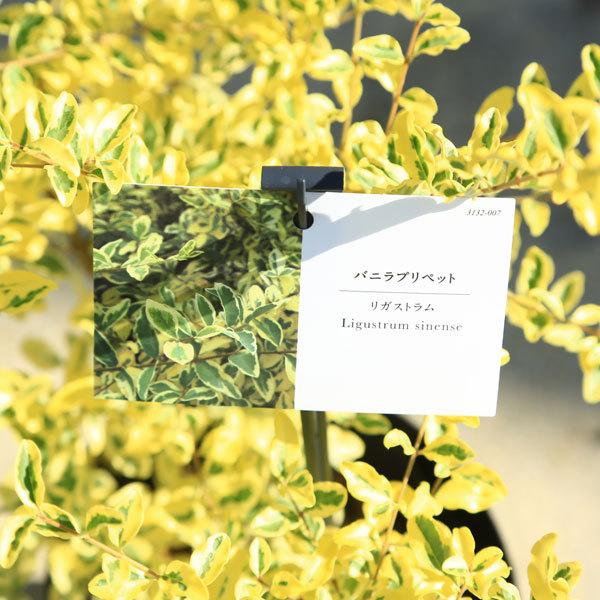 大人気 庭木 シルバープリペット 斑入りプリペット お得な10本セット 送料無料 R4urealtygroup Com