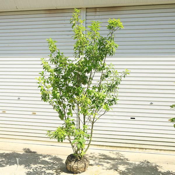 流行 庭木 ソヨゴ そよご 株立ち 雌株 現品商品 樹高 約160ｃｍ 全高 約180ｃｍ 佐川大型商品発送 在庫限定特価 Esraapharma Com