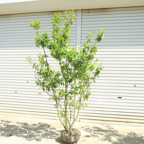 庭木 ソヨゴ そよご 株立ち 雌株 現品商品 樹高 約160ｃｍ 全高 約180ｃｍ 佐川大型商品発送 N1634v 10 遊恵盆栽 Yahoo 店 通販 Yahoo ショッピング